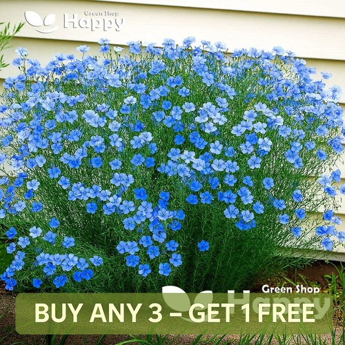 Blue flax 2200 seeds - 2200,