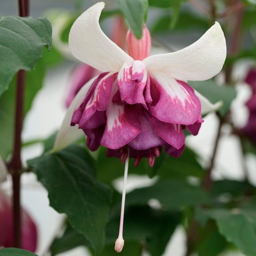 Giant trailing fuchsia - 6,