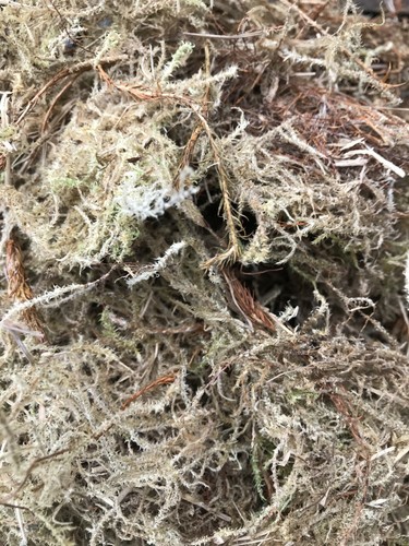 Fresh live english sphagnum - english,