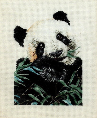 Giant panda eating bamboo - eating,