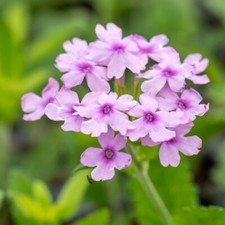 Verbena 'Seabrooks Lavender'