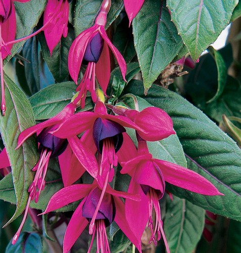 Hardy climbing fuchsia lady - climbing,