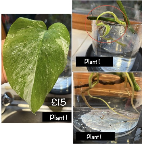 Monstera albo variegated - monstera,