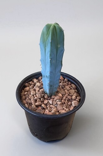 Myrtillocactus geometrizans - geometrizans, |