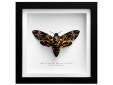 Real Greater Death's Head Hawk