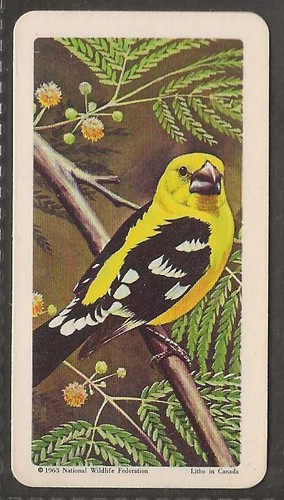Brooke bond - brooke,