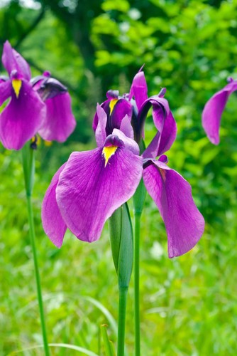 Iris ensata - (iris, kaempferi)