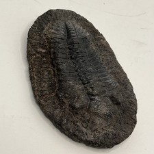 Genuine Trilobite Fossil Specimen 263g 5x3.5 Inches Good Condition