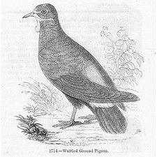 BIRDS Wattled Ground Pigeon -