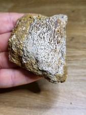 Chunky Triceratops Pelvic/Limb