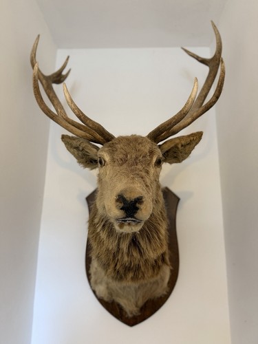 Antique red deer - head, –