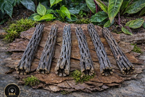 3pcs cholla wood cactus - 6", |