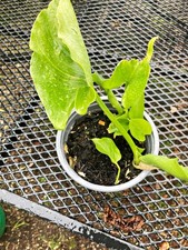 Arum Lilies - 9cm pot x4