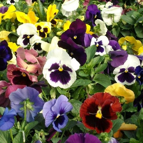 Pansy swiss giant - giant, seeds