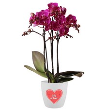 Moth Orchid Multi Merida Real