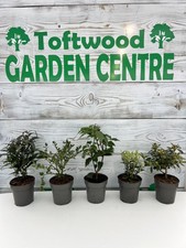 5X MIXED  GARDEN SHRUBS , GARDEN READY PLANTS 9cm POT ! Hardy & Very Cheap !