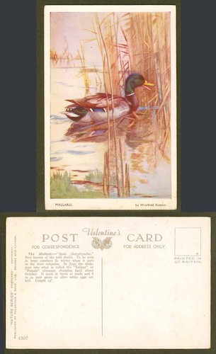 Mallard bird wild - bird,