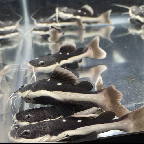 Catfish live aquarium - live, 2.5