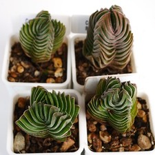 Crassula Buddha's Temple in