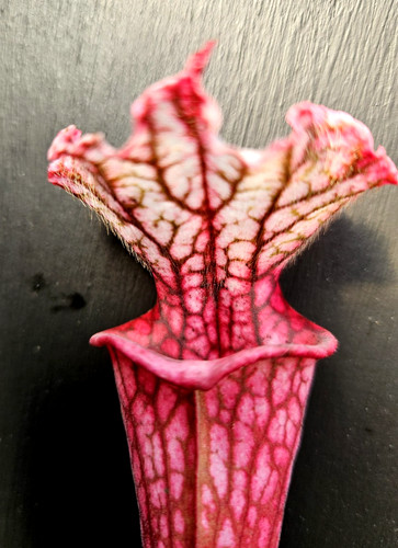 Sarracenia sylvia luise l131 - sarracenia,