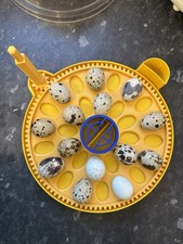 For Quail Eggs - Brinsea Mini