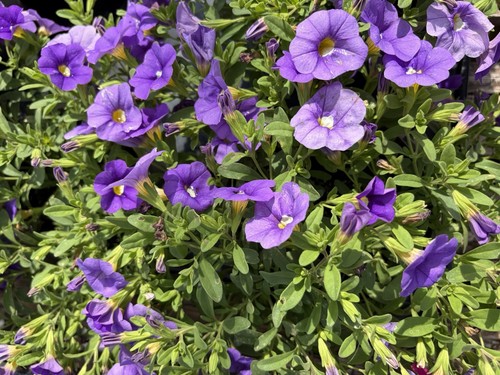 Trailing calibrachoa - ,