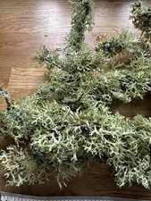 Live fresh lichens branches - live,