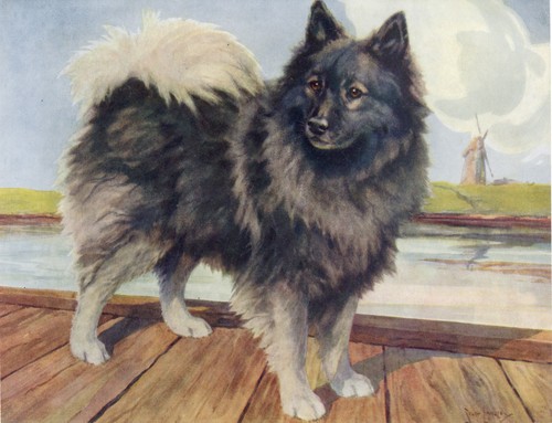 Keeshond vintage 1934 - vintage, art