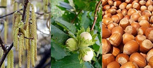 Corylus avellana hazelnut - avellana,