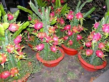 Dragon Fruit FRESH Seeds Pitaya EASY GROW YOUR OWN succulent Cactus Plant Tree