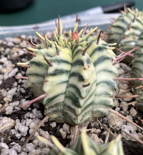 Euphorbia meloformis - euphorbia,