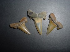 3 Lutetian Eocene Striatolamia