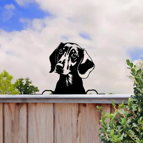 Peeking dachshund dog fence - dog,
