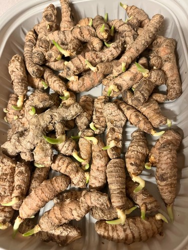 Pcs turmeric roots curcuma - 10,