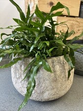 New Medium Sized Indoor