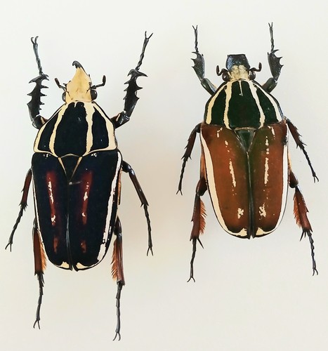 Mecynorrhina torquata - mecynorrhina,