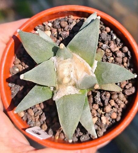 Ariocarpus retusus furfuraceus - retusus,