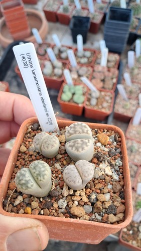 Lithops karasmontana