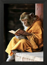 Monkey Reading a Book Framed
