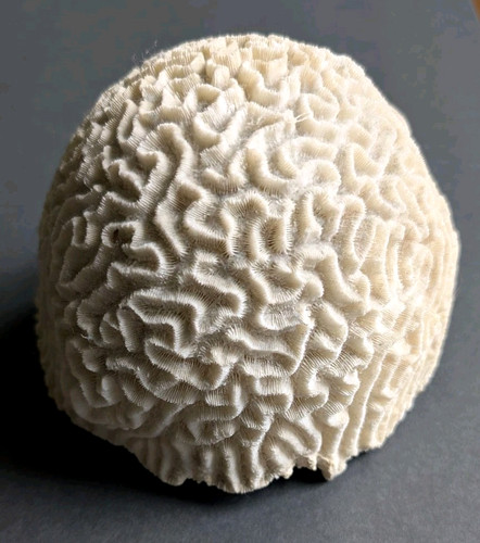 Vintage brain coral 8lbs - brain,