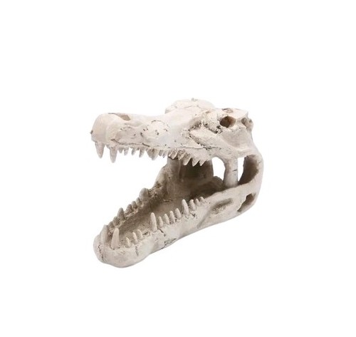 Aquarium crocodile skull head - skull,