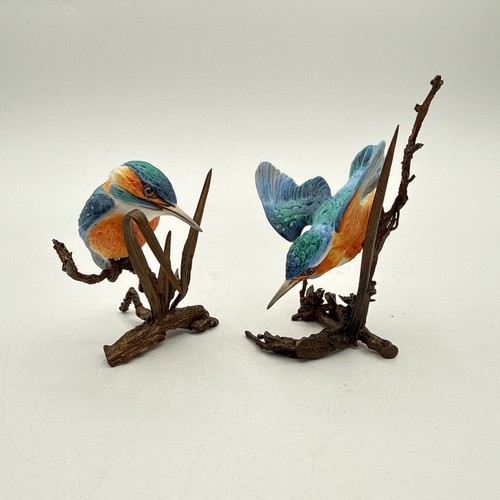 Albany worcester kingfisher - albany,