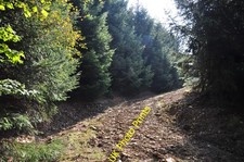 Photo A3 Mid Devon : West Loosemore Wood Oakford/SS9021 A small opening c2014