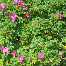 Ramanas rose - rose, rugosa)