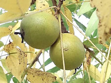 JUGLANS NIGRA, Black Walnut Tree,  hardy fruit, 30-40cm tall