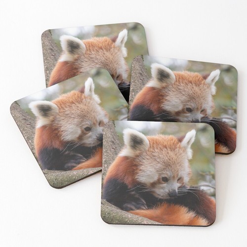 Red panda cute - animal, bear