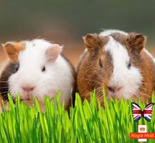 GUINEA PIG GRASS 500 SEEDS WHEAT MIX WHEATGRASS PET ORGANIC CAT BUDGIE BUNNY