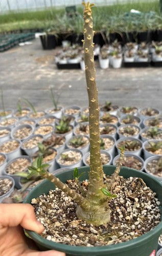 7cm rare dorstenia gigas - 4.7cm,