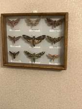 Stunning collection of hawk