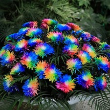 Rainbow Chrysanthemum Flower
